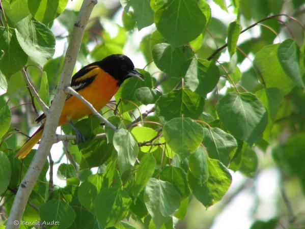 Photo (12): Baltimore Oriole