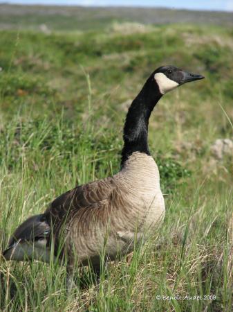 Photo (8): Canada Goose