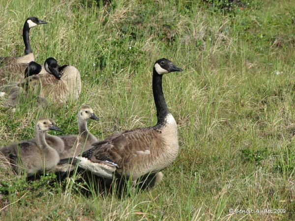 Photo (20): Canada Goose