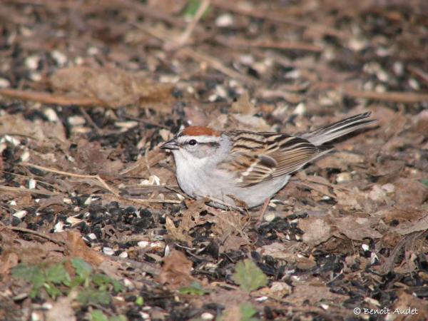 Photo (13): Chipping Sparrow
