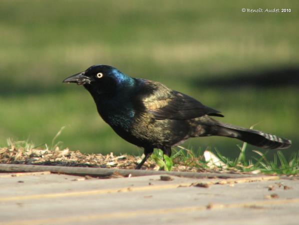 Photo (16): Common Grackle