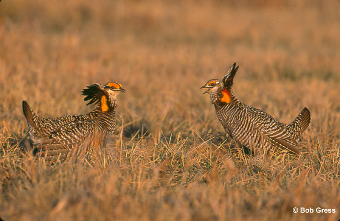 Photo (1): Greater Prairie-Chicken