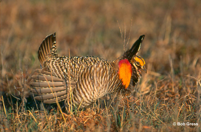 Photo (4): Greater Prairie-Chicken