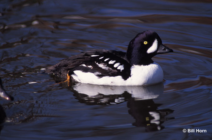 Photo (1): Barrow's Goldeneye