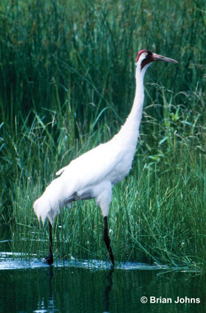 Photo (2): Whooping Crane