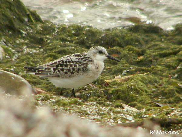 Photo (22): Sanderling