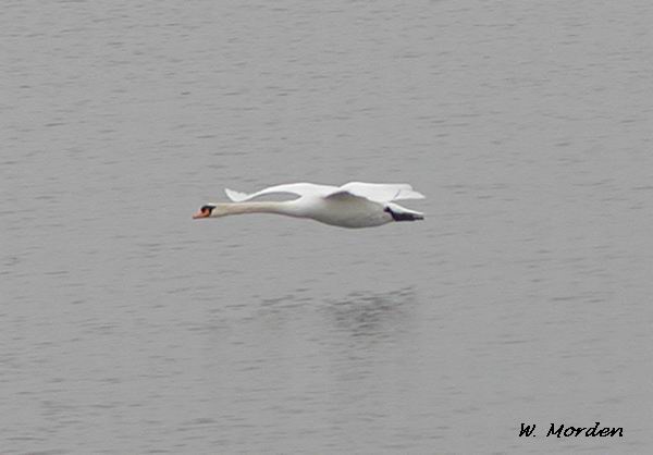 Photo (13): Mute Swan
