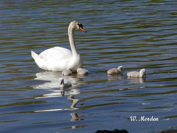 Photo (21): Mute Swan