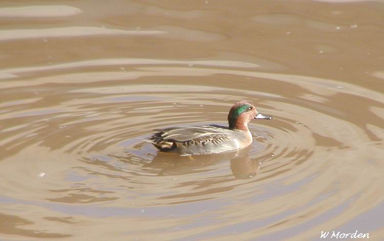 Photo (12): Green-winged Teal