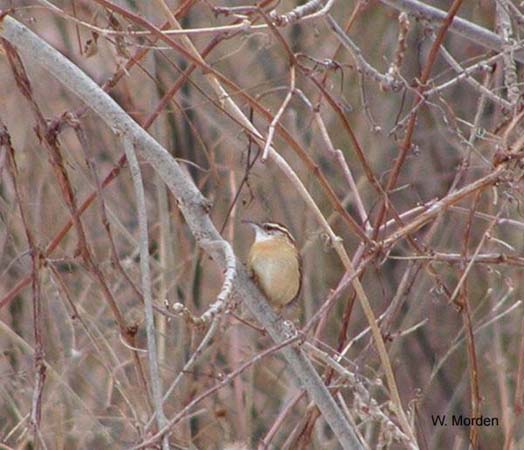 Photo (16): Carolina Wren