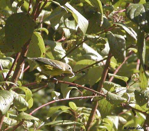 Photo (22): Magnolia Warbler