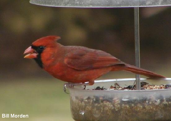 Photo (12): Northern Cardinal