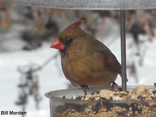 Photo (13): Northern Cardinal