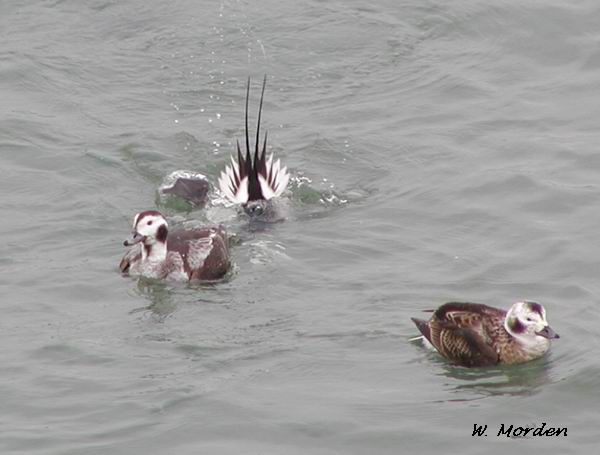Photo (8): Long-tailed Duck