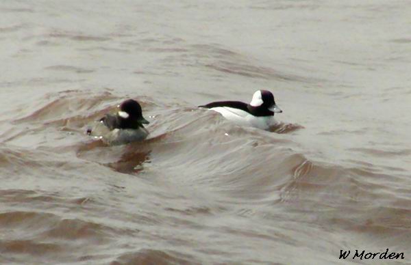 Photo (18): Bufflehead