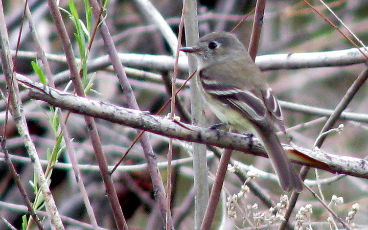 Photo (14): Dusky Flycatcher