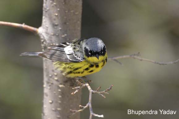 Photo (12): Magnolia Warbler