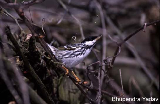 Photo (9): Blackpoll Warbler
