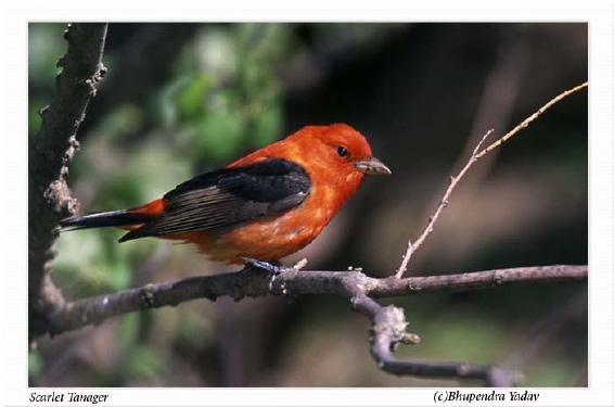 Photo (5): Scarlet Tanager