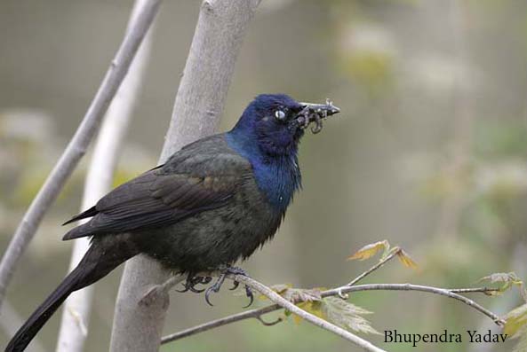 Photo (14): Common Grackle