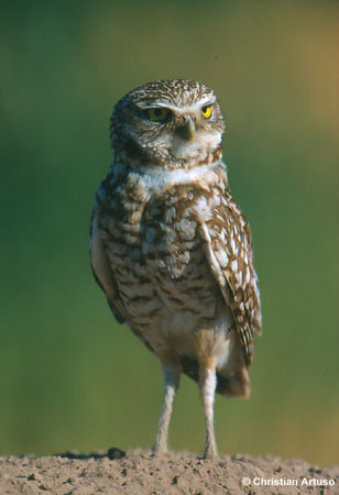 Photo (2): Burrowing Owl
