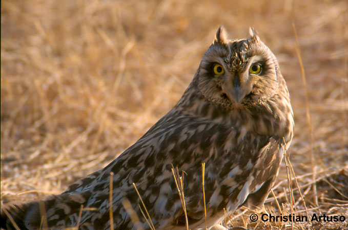 Photo (9): Short-eared Owl