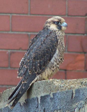 Photo (17): Peregrine Falcon