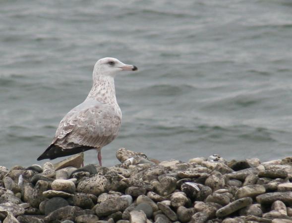 Photo (14): Herring Gull