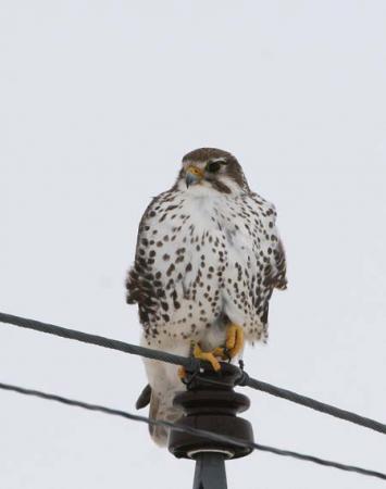 Photo (2): Prairie Falcon