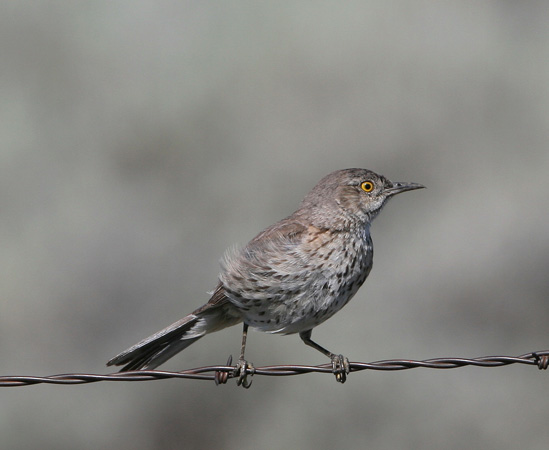 Photo (2): Sage Thrasher