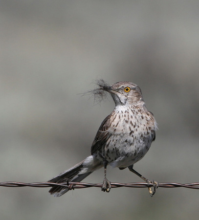 Photo (3): Sage Thrasher