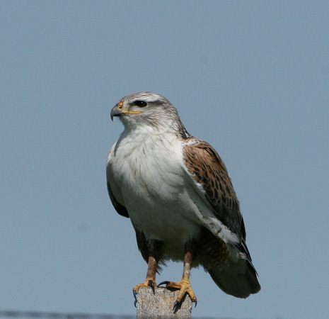 Photo (1): Ferruginous Hawk