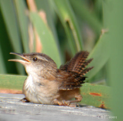 Photo (15): Marsh Wren