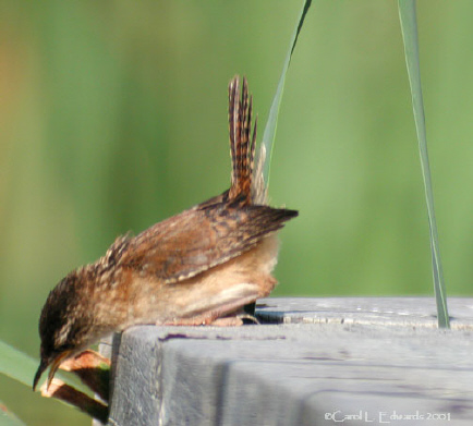 Photo (16): Marsh Wren