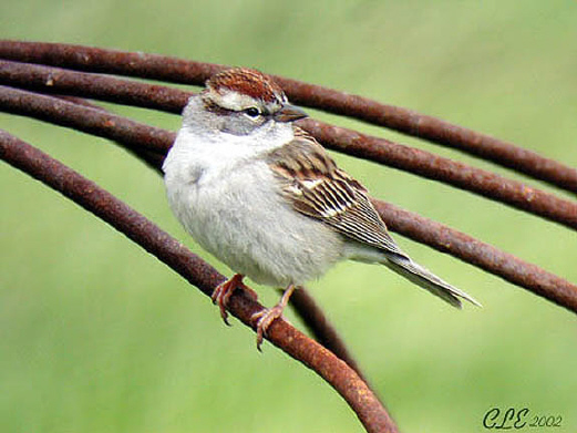 Photo (9): Chipping Sparrow