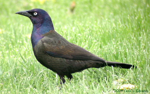 Photo (3): Common Grackle