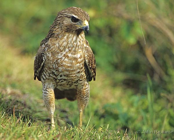 Photo (2): Red-shouldered Hawk