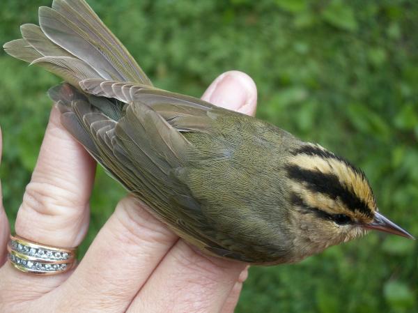 Photo (6): Worm-eating Warbler