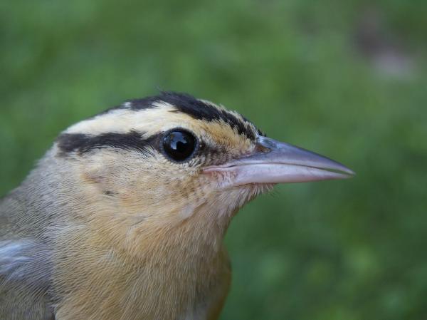 Photo (3): Worm-eating Warbler