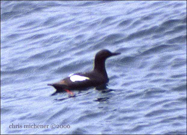 Photo (7): Pigeon Guillemot