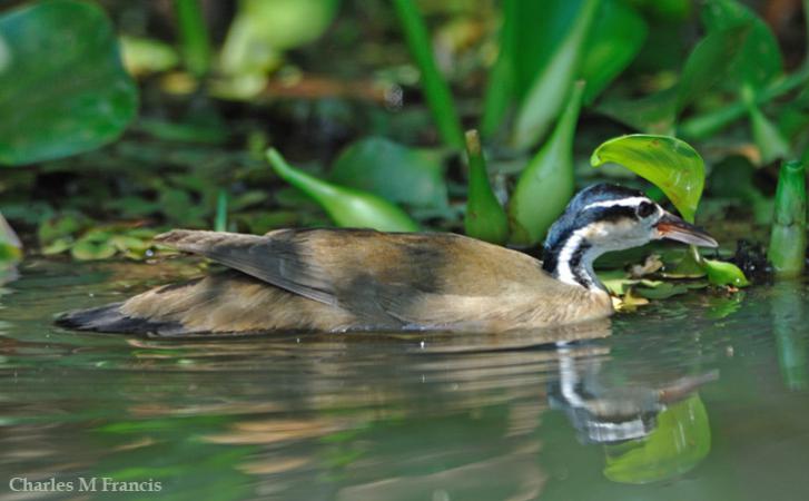Photo (1): Sungrebe