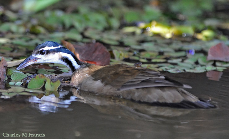 Photo (2): Sungrebe