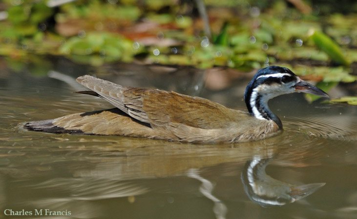 Photo (5): Sungrebe