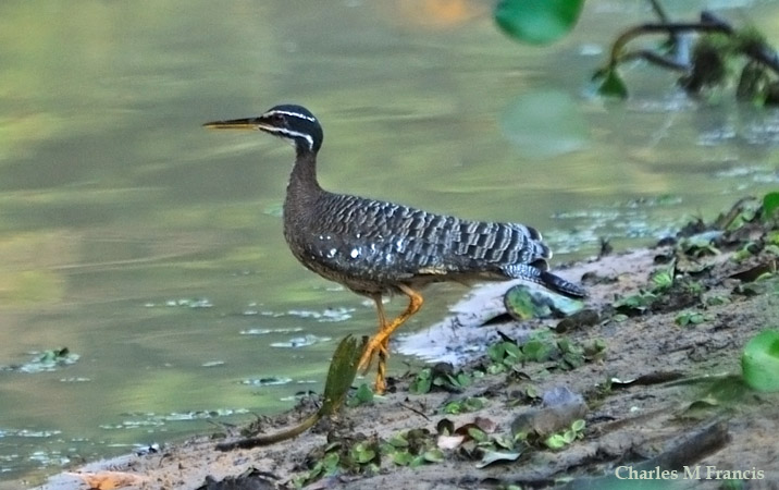 Photo (1): Sunbittern