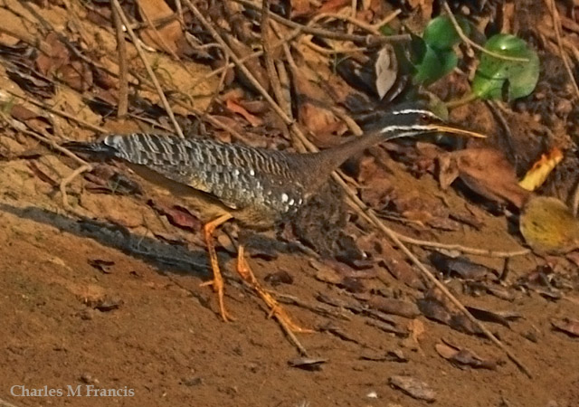 Photo (2): Sunbittern