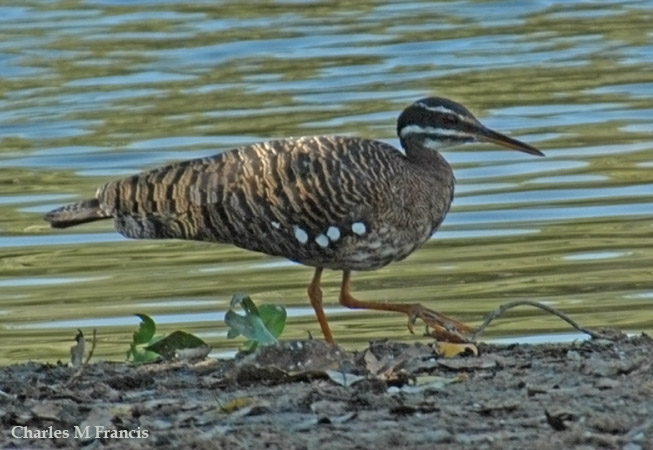 Photo (3): Sunbittern