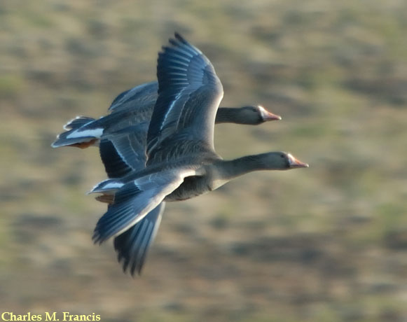 Photo (10): Greater White-fronted Goose