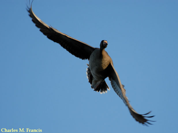 Photo (4): Greater White-fronted Goose