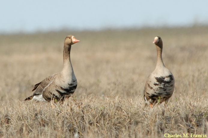 Photo (3): Greater White-fronted Goose