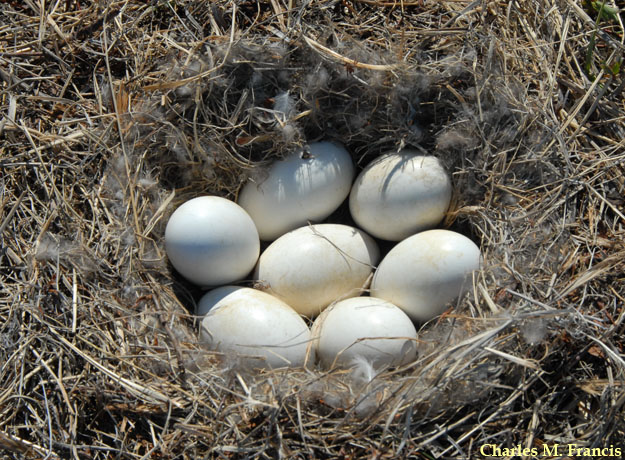 Photo (18): Greater White-fronted Goose